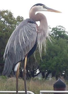 a large bird standing on top of a metal fence