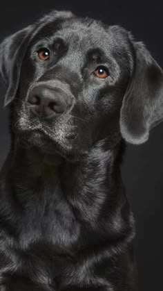 a black dog is looking at the camera with an intense look on it's face