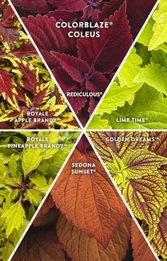 four different types of leaves with the names below them