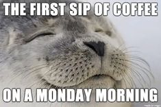 the first sip of coffee on a monday morning is an adorable seal animal with its eyes closed