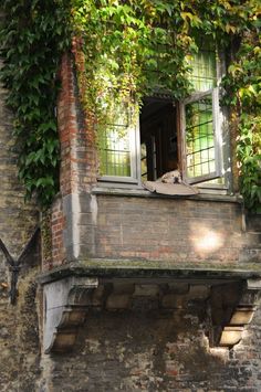 an open window on the side of a brick building covered in green vines and ivy