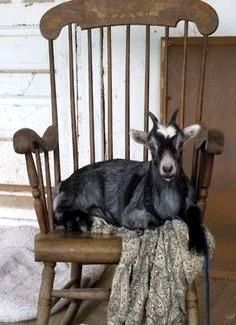 a goat laying on top of a wooden rocking chair