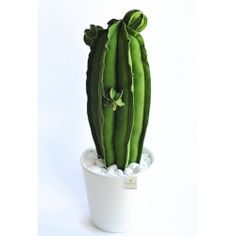 a large green cactus in a white pot