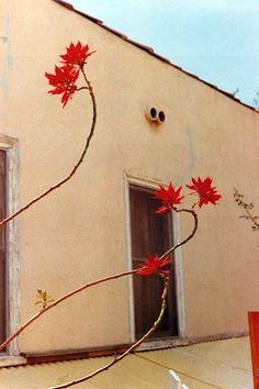 a red flower is growing out of the corner of a building with an open window