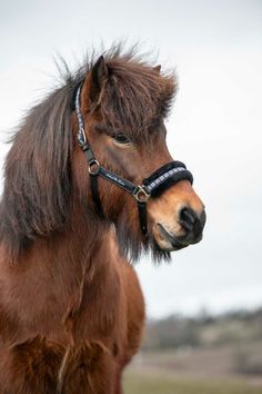 a brown horse standing on top of a lush green field