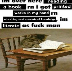 Reading A Book, Silly Cats, Get To Know Me, Literally Me, Reaction Pictures, Cat Memes, Funny Images