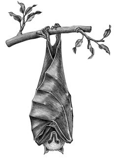 a bat hanging upside down from a tree branch with leaves on it's back