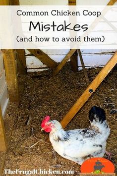 a chicken sitting on the ground in front of a coop with text overlay that reads common chicken coop mis - takes and how to avoid them