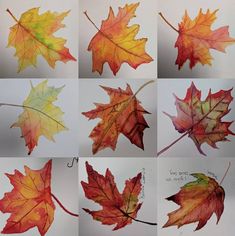 six different colored leaves are shown in this image, each with their own leaf shape