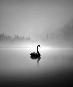 a black and white photo of a swan in the foggy water on a lake