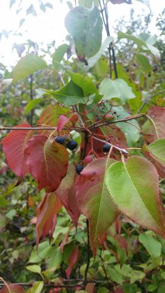 berries are growing on the branch of a tree with green and red leaves in the foreground