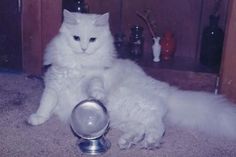 a white cat sitting on the floor next to a silver bowl with its paw in it