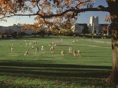 a group of people running across a lush green field next to a large tree in front of a tall building