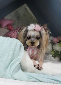 a small dog with long hair sitting on top of a bed