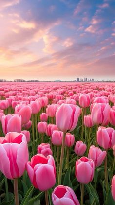 a field full of pink tulips with the sun setting in the sky behind them