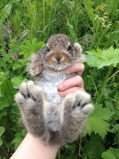 a person holding up a small animal in their hand with grass and plants behind it