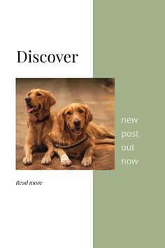 Now, if you are looking into different types of retriever dog breeds, we have here all the details you may require to get the dog of your…