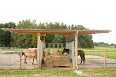 several horses are eating hay in an enclosed area