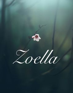 the word zoolla written in white on top of a photo of a tree branch