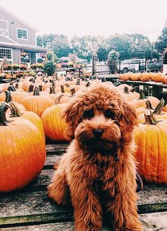 a brown dog sitting on top of a wooden bench next to pumpkins