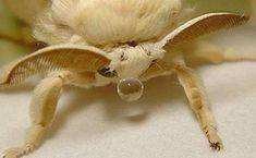 a close up of a stuffed animal on a bed