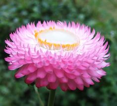 a pink flower with yellow stamen on it's center surrounded by greenery