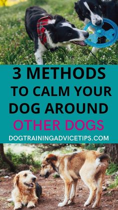 three dogs playing with their toys in the grass and text overlay reads, 3 method to calm your dog around other dogs