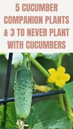 cucumber growing in the garden with text overlay that reads, 5 cucumber companion plants & 3 to never plant with cucumbers