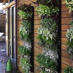 an outdoor living wall with plants growing on it