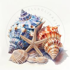 three seashells and starfish on a white background