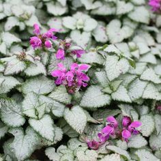 purple flowers are growing in the middle of green leaves