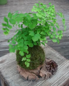 a green plant sitting on top of a wooden table