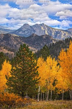 trees with yellow leaves in the foreground and mountains in the background