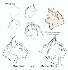 how to draw an animal's head with different angles and hair colors for beginners