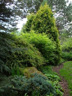 a garden with lots of green plants and trees in the background, along side a path