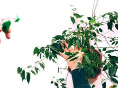 two hands are holding green plants in front of a white wall and another hand is reaching up towards the plant