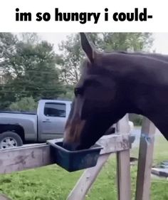 a horse is eating out of a trough