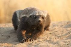 a baby bear is walking on the sand