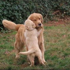 two puppies playing with each other in the grass outside on a sunny day,