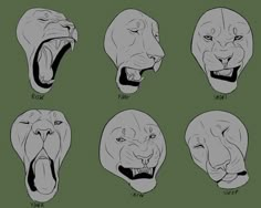 four different types of lions'heads with their mouths open and showing the various teeth