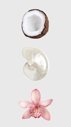 three different types of coconuts, one with a flower and the other with a shell