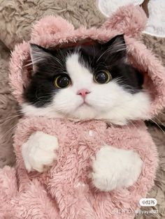 a black and white cat is wearing a pink teddy bear costume while looking at the camera