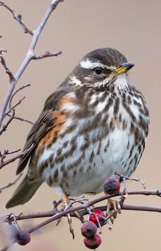 a brown and white bird sitting on top of a tree branch with berries around it