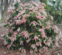 a bush with pink flowers in the woods