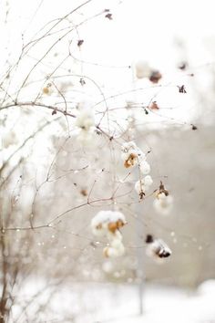 snow is falling on the branches of a tree