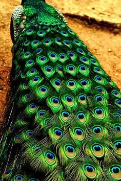 a peacock with its feathers spread out