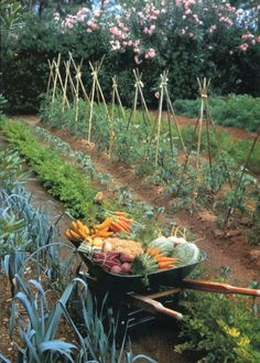 a wheelbarrow filled with lots of vegetables in the middle of a vegetable garden