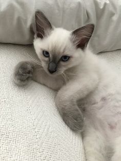 a white and gray cat laying on top of a bed next to pillows with blue eyes