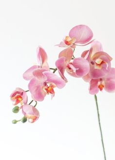 Bright Home Decor, Bright Home, Orchid Centerpieces, Orchid Bouquet, Flower Icons, Real Touch Flowers