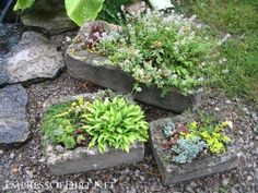 there are many different types of plants in the garden